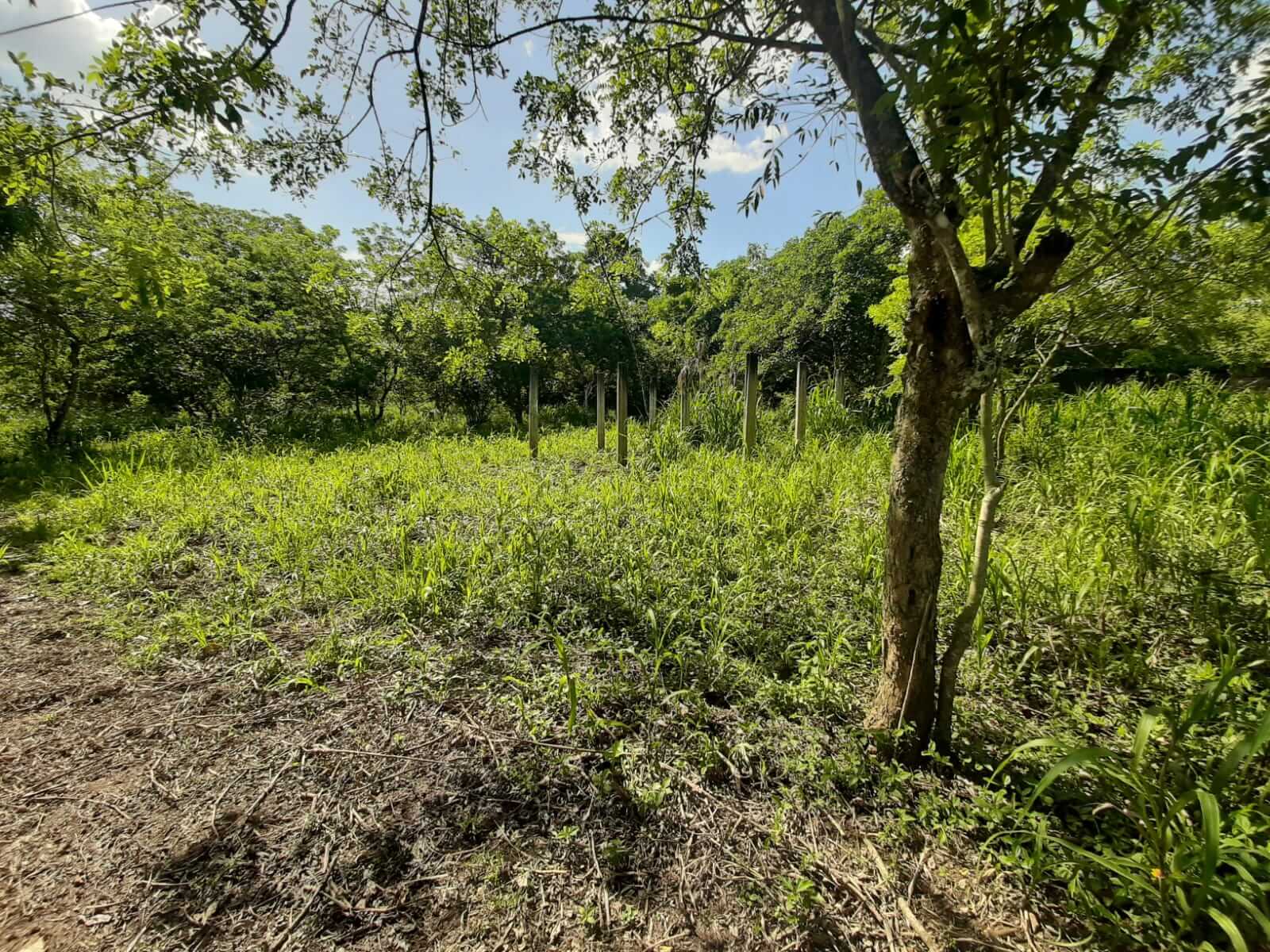 Colonia El Rodeo, Playa Grande, Ixcán, Quiché, Colonia El Rodeo, ,Lote,En Venta,1059